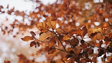 松典相机：秋天记录日常的利器